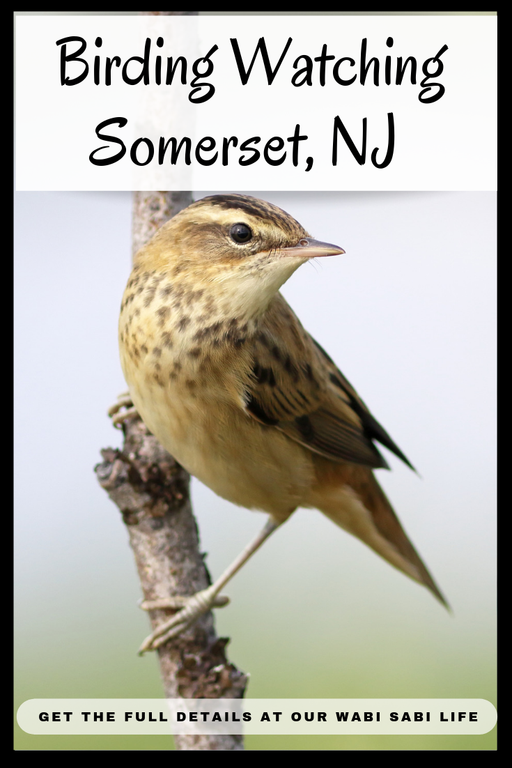 Live near Somerset County, NJ? Looking for things to do? Visiting the area? Check out these ideas for birdwatching in and around Somerset County
