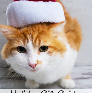 cat with santa hat on