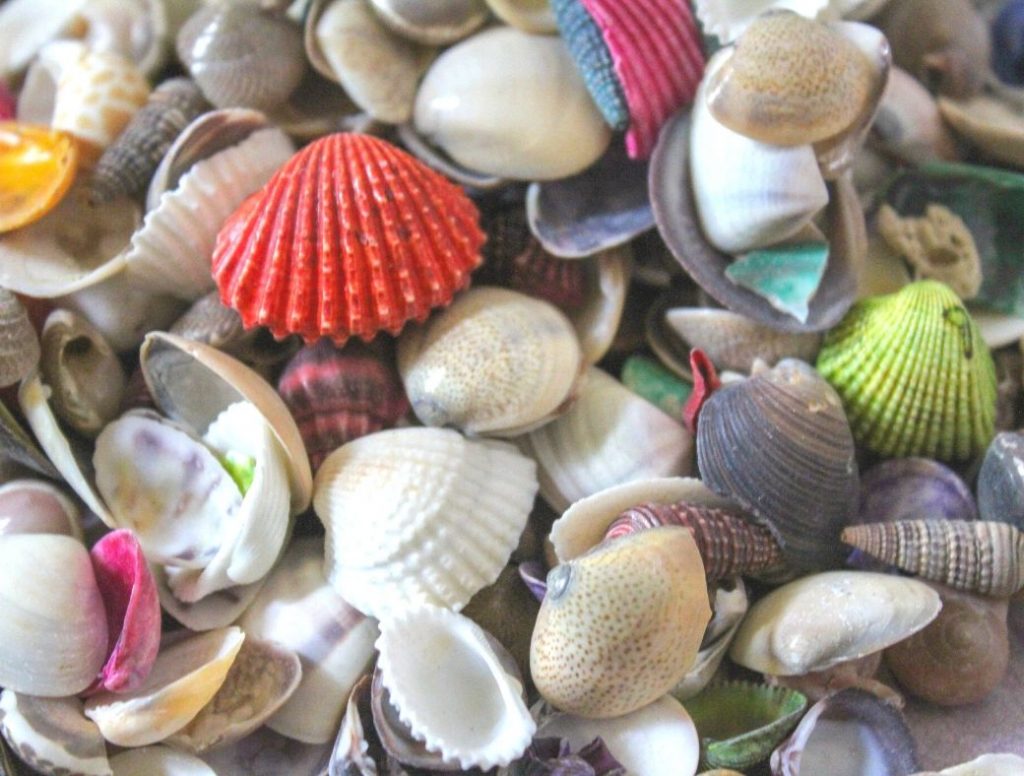close up of shells