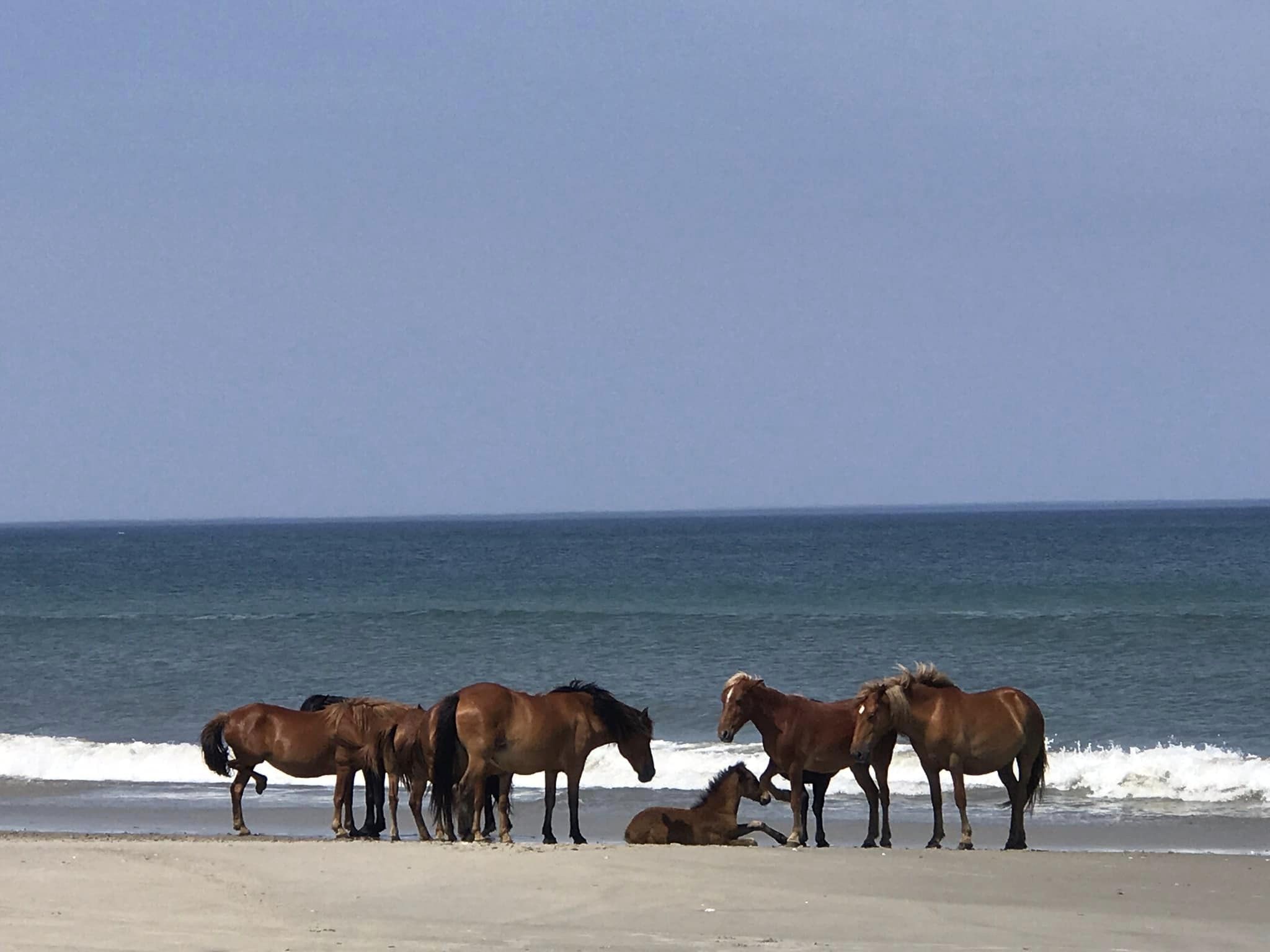 horses on the beach