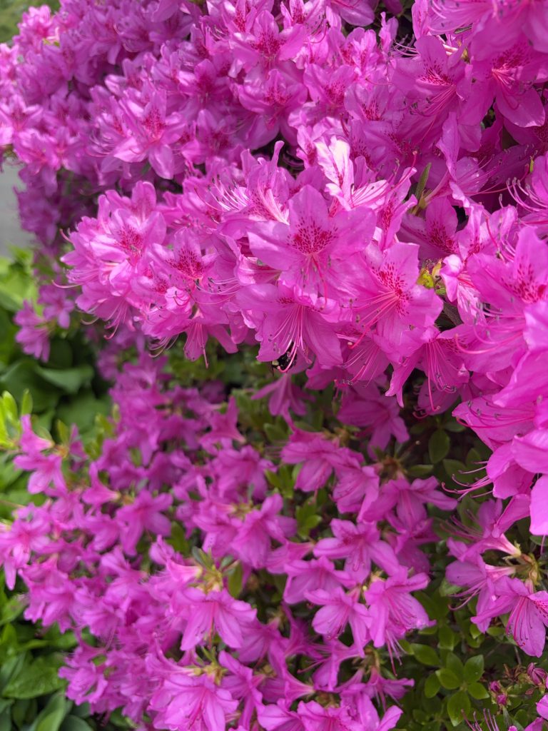pretty flowers outside