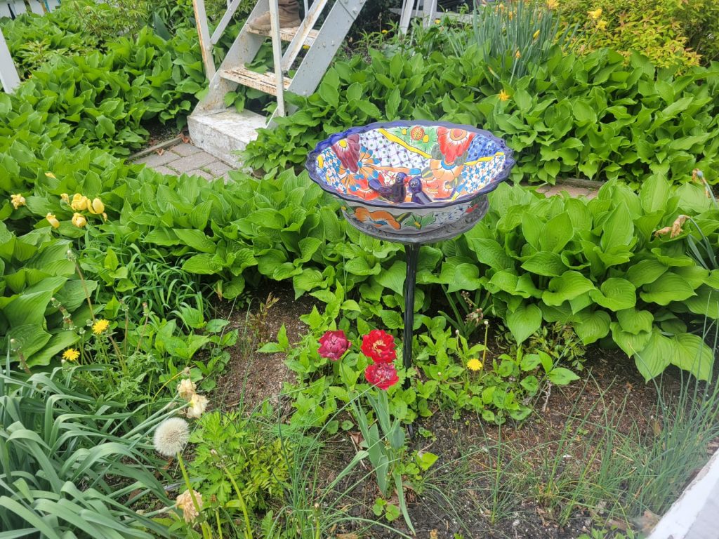 pretty flowers outside
