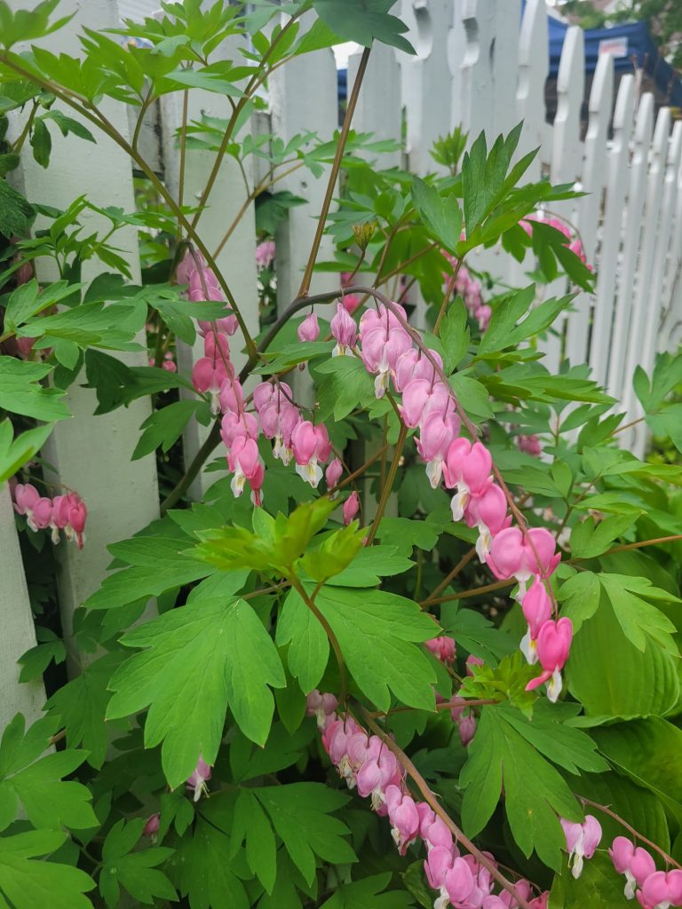 pretty flowers outside