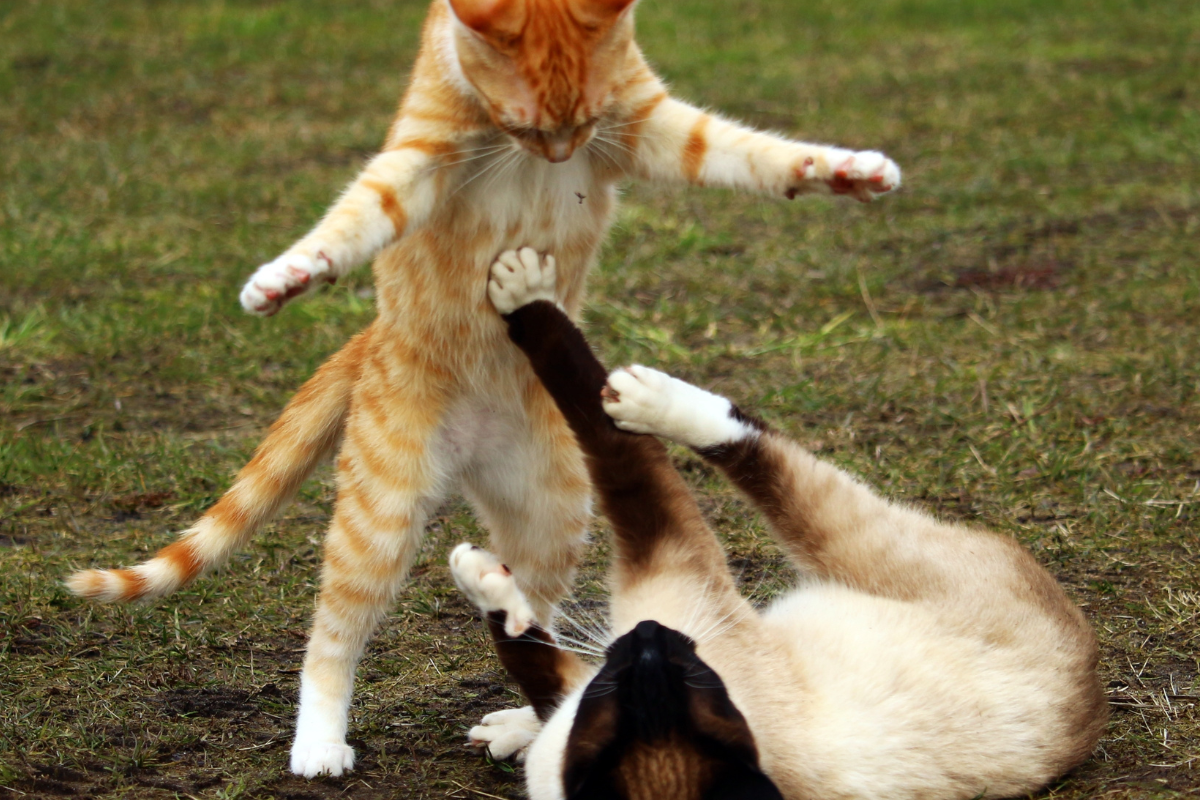 cats fighting