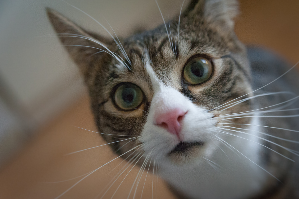 cat funny face