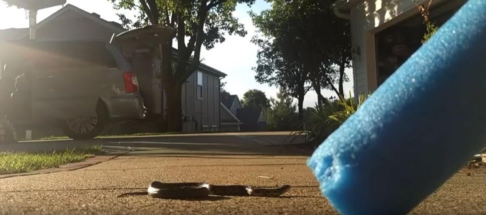 pool noodle with a snake