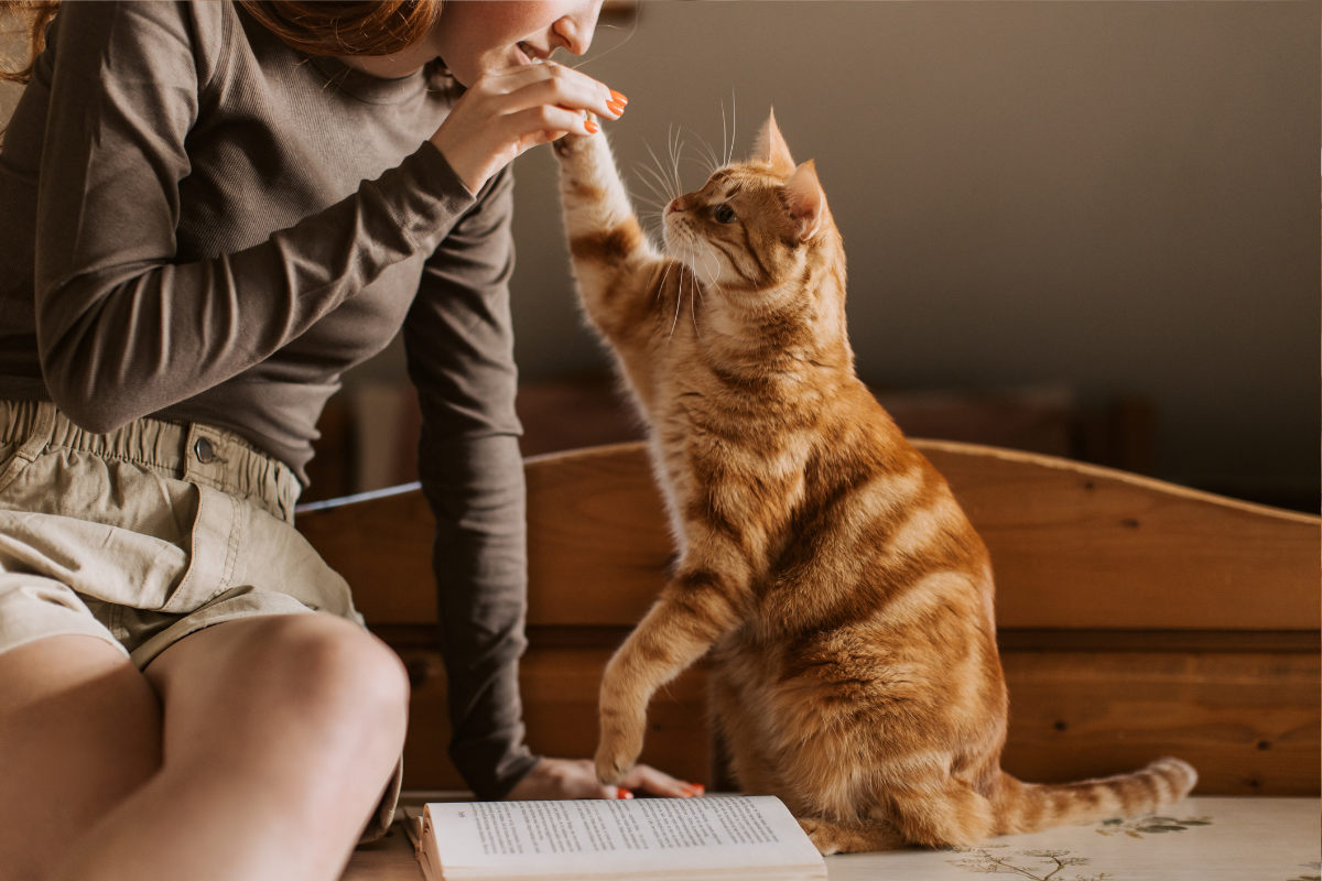 cat playing