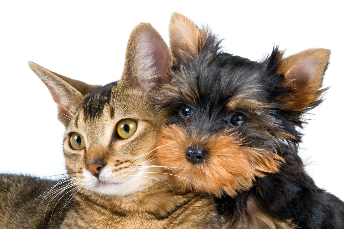 cat and dog together