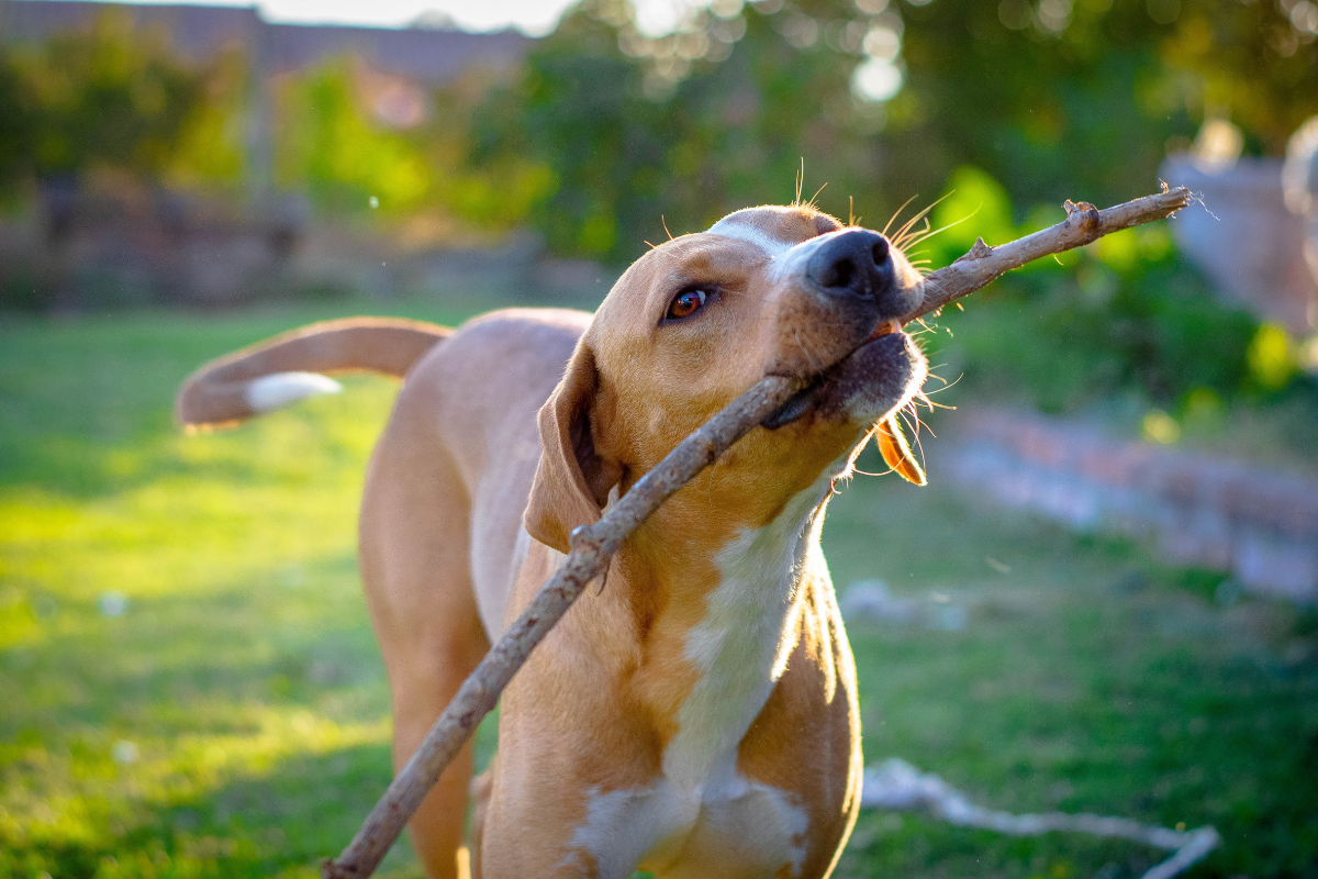 dog carrying a stick