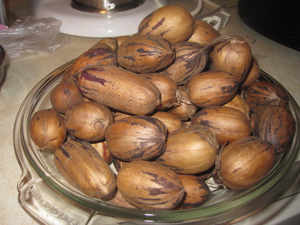 Pecans (Image Credits: Flickr)