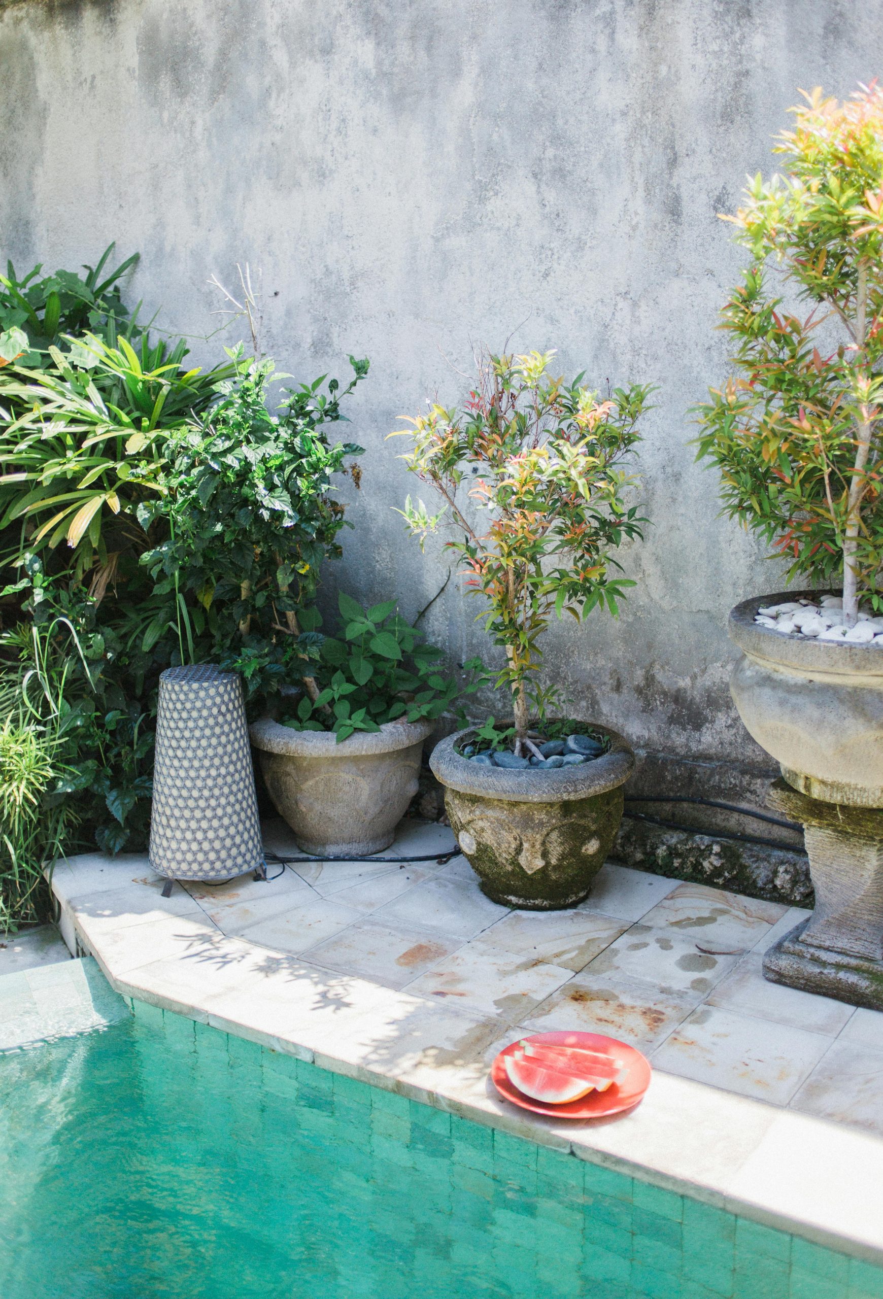 A serene poolside setting featuring potted plants and a slice of watermelon on a sunny day.