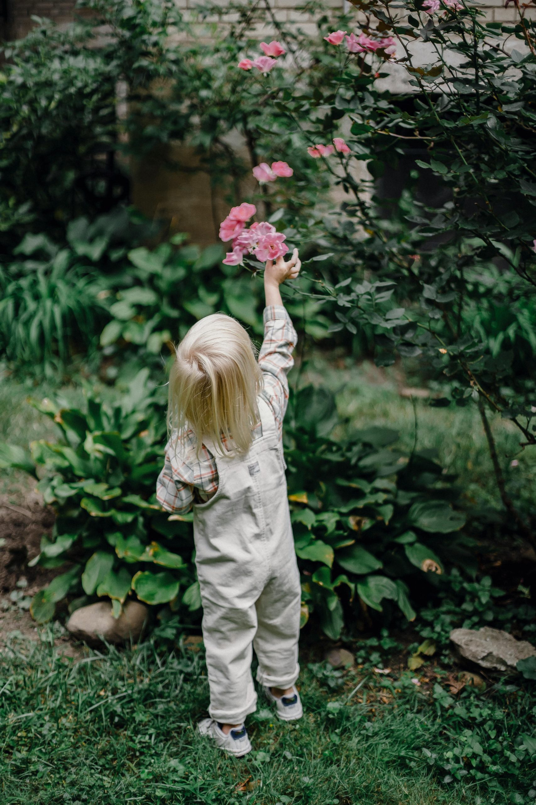 Back view of anonymous little child with blond hair in stylish clothes picking roses from shrub while resting in green park