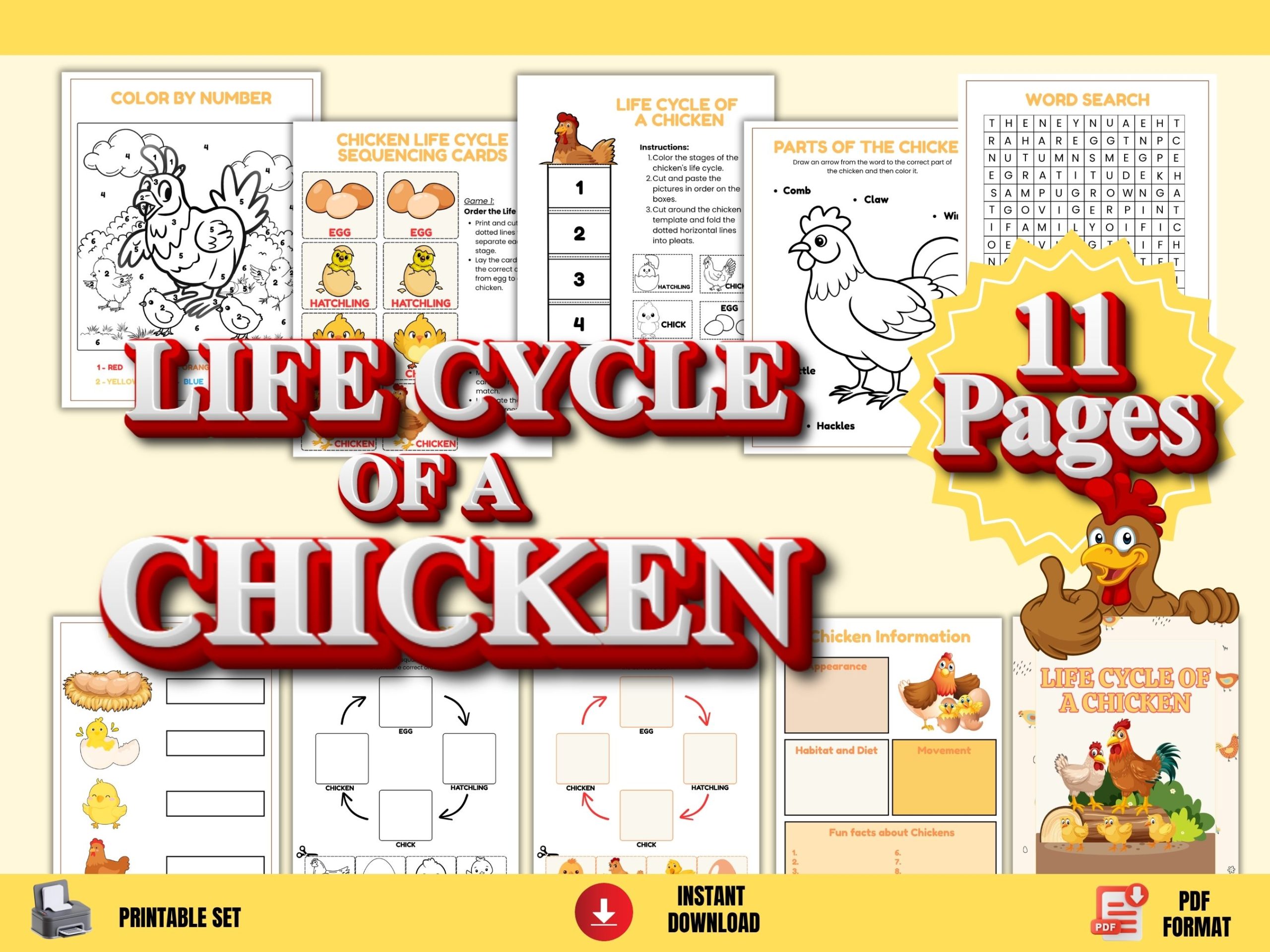 Life Cycle of a Chicken