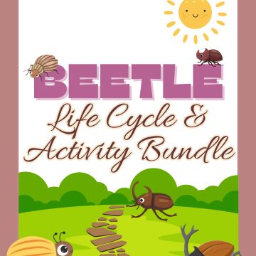 beetle life cycle
