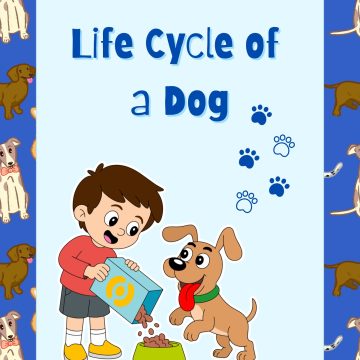 Life Cycle of a Dog