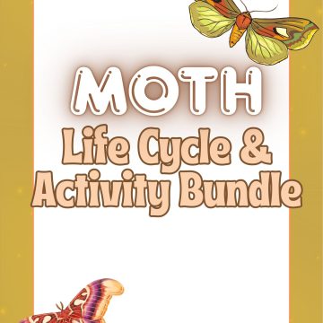 moth life cycle activity