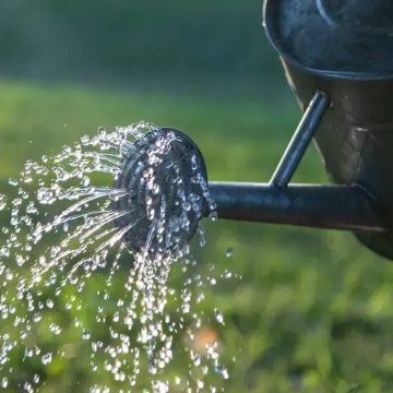 8 Summer Gardening Mistakes That Are Secretly Harming Your Plants