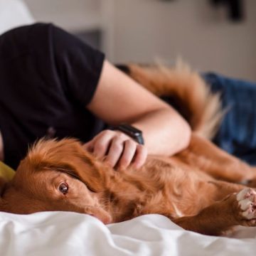 8 Habits Dogs Only Develop With Humans They Truly Trust