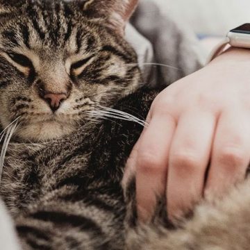 If Your Cat Sleeps On You, Here's What Veterinarians Say It Means