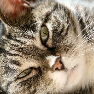 If Your Cat Refuses to Sleep Alone, Veterinarians Say Anxiety May Be Playing a Role
