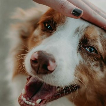 11 Signs Your Dog Is Happier Than Most - and the Simple Habits That Got Them There