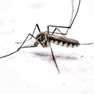 This One U.S. City Has a Mosquito Problem So Bad Locals Have Learned to Just Accept It
