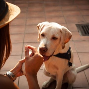 cute dog