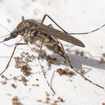 The U.S. City With the Most Relentless Mosquito Problem – and Why It Just Gets Worse