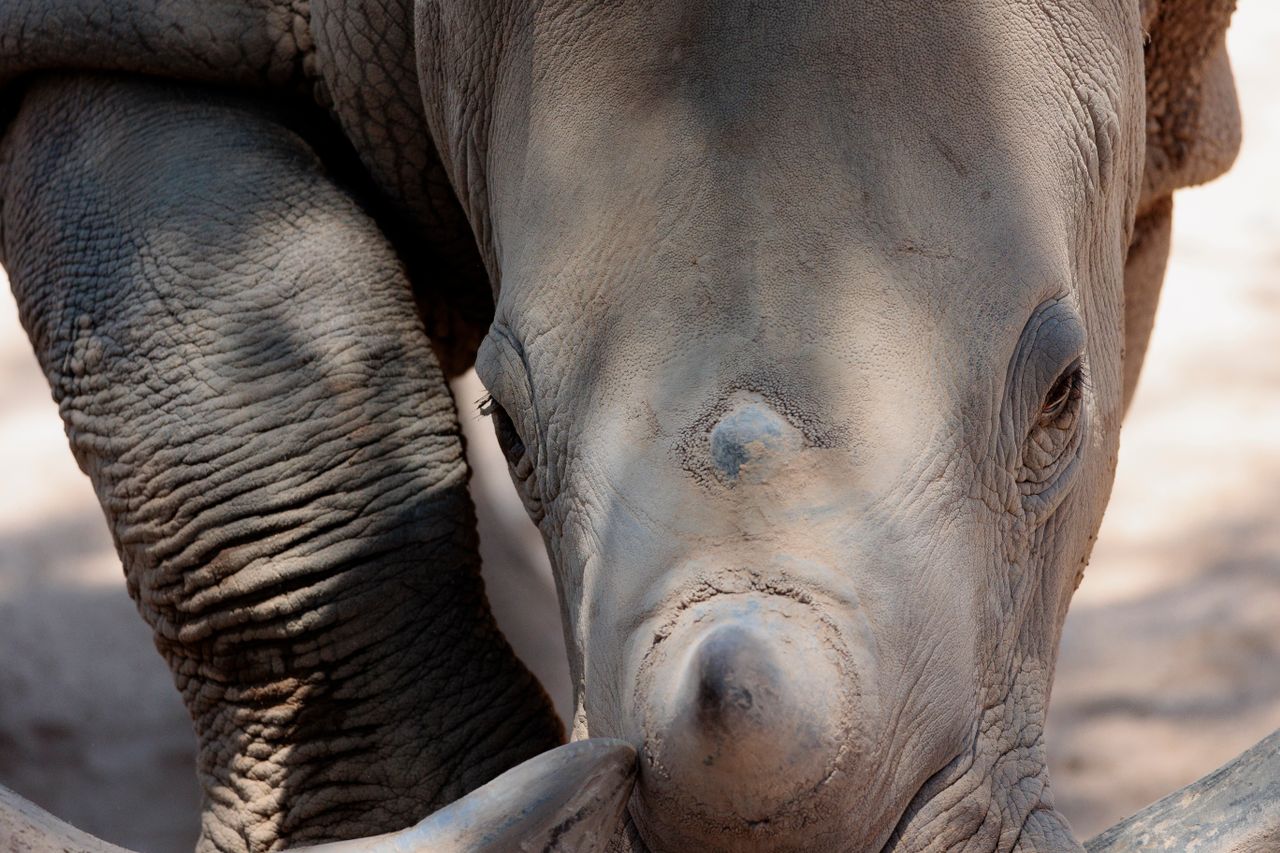Detailed close-up of a rhino at Phoenix Zoo, showcasing its rugged texture and serene expression.