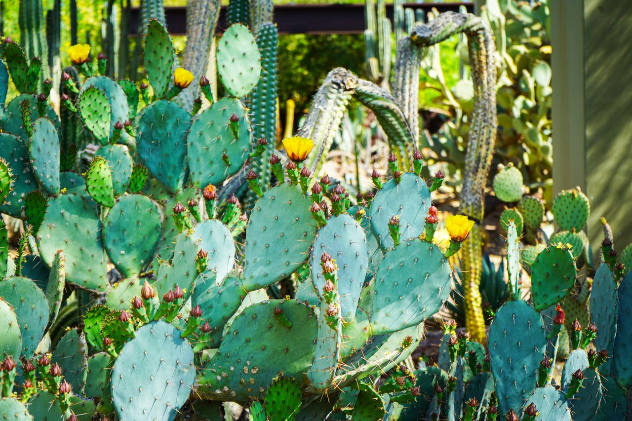 Bright blooming cacti captured in Phoenix, showcasing desert flora beauty.