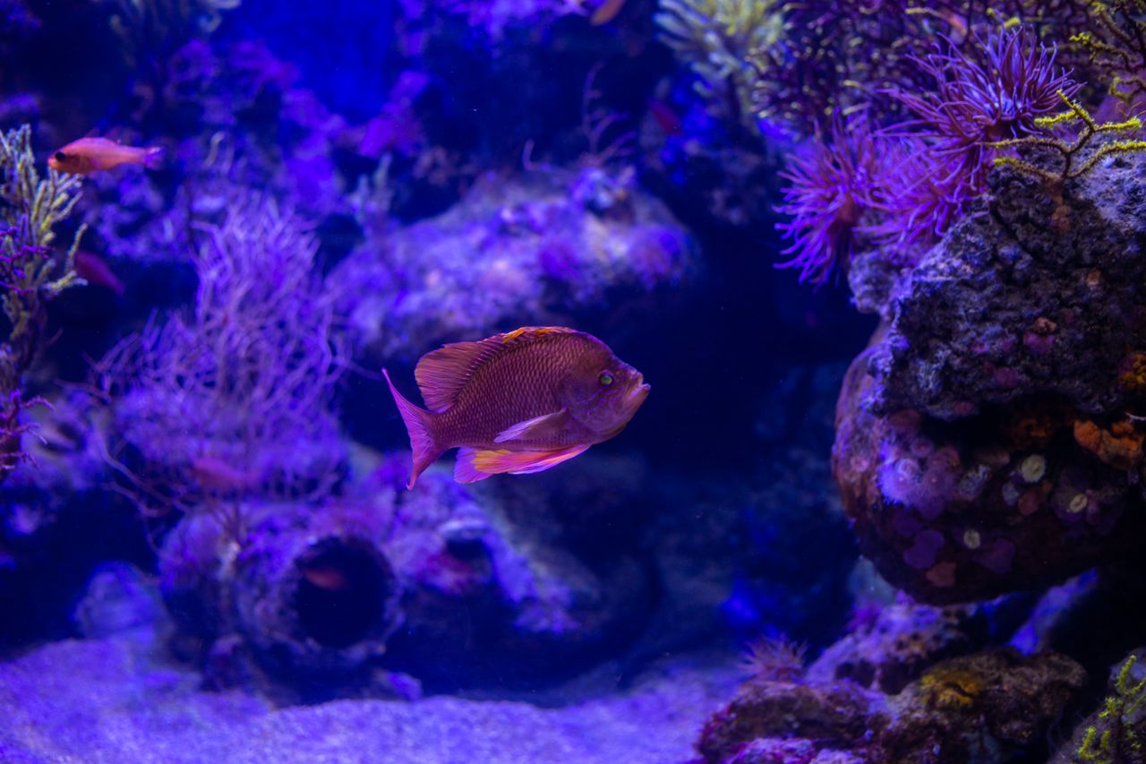 Explore the colorful world of marine life with this vibrant underwater photograph featuring a Swallowtail Sea Perch.