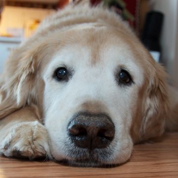 9 Things Your Vet Notices the Moment Your Pet Walks In - And Is Too Scared to Tell You