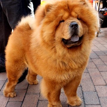Don't Adopt Yet: 6 Popular Dog Breeds Owners Regret Choosing Most