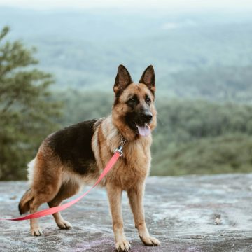 Your Dog Was Raised Well If It Still Has These 7 Habits - Their Absence Should Worry You