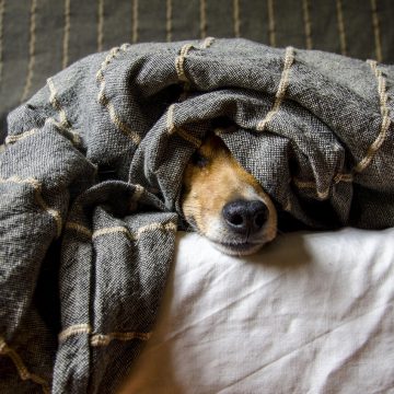 7 Things Pets Do When They're About to Quietly Withdraw From Their Owners