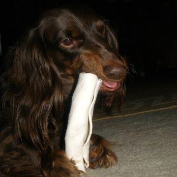 The "Don't Buy This" List: 8 Pet Products Vets Say Could Put Your Animal at Risk