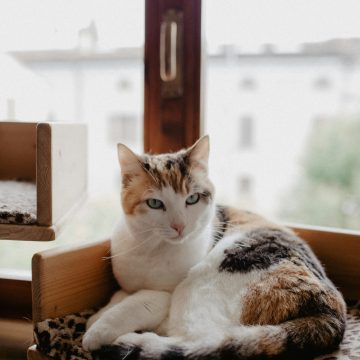 You Raised Your Cat Well If These 6 Things Are Still in Your Home - Their Absence May Alarm You