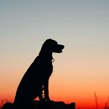 I Asked ChatGPT to Name the 9 Best U.S. States for Dog Owners - The Results May Surprise You