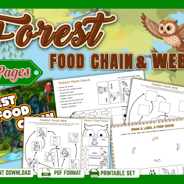 forest food chain mockup