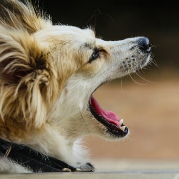 9 Phrases Every Longtime Dog Owner Says Without Realizing It