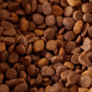 9 Feeding Habits Vets Say Reveal a Pet's Age