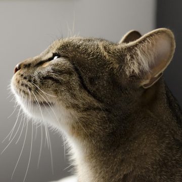 9 Things Most Cats Don't Enjoy