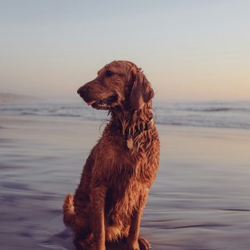 The 9 U.S. States So Pet-Friendly That Dog Owners Never Want to Leave