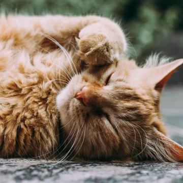 If You Notice These 11 Habits in Your Cat, Here's What They Mean