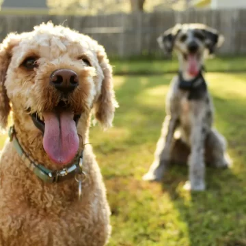If You Grew Up With a Family Dog in the '90s, You'll Remember These 9 Routines