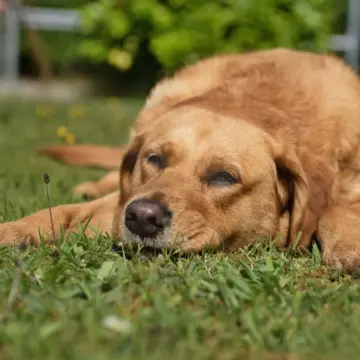 10 Signs Your Dog Is Comfortable in Your Home, According to Vets