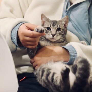 Traveling With a Cat: 8 Tips From Owners Who've Made Cross-Country Moves