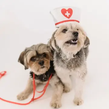 Pet Insurance Explained: What It Typically Covers and What It Doesn't