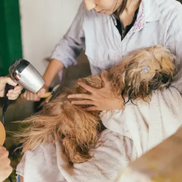 I've Been a Dog Groomer for 11 Years – These 7 Habits Make Grooming Easier on Your Dog