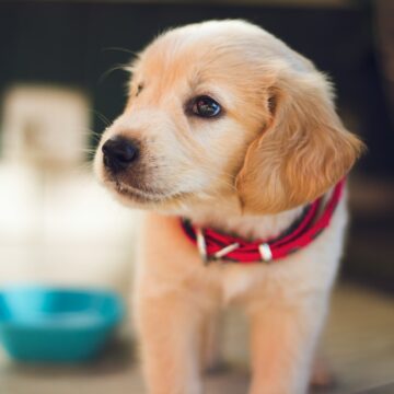 8 Parts of Raising a Puppy Many First-Time Owners Say They Find Hard to Enjoy